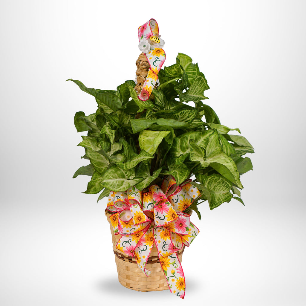 7.5" Sympathy Plant