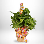 7.5" Sympathy Plant
