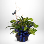 7.5" Sympathy Plant