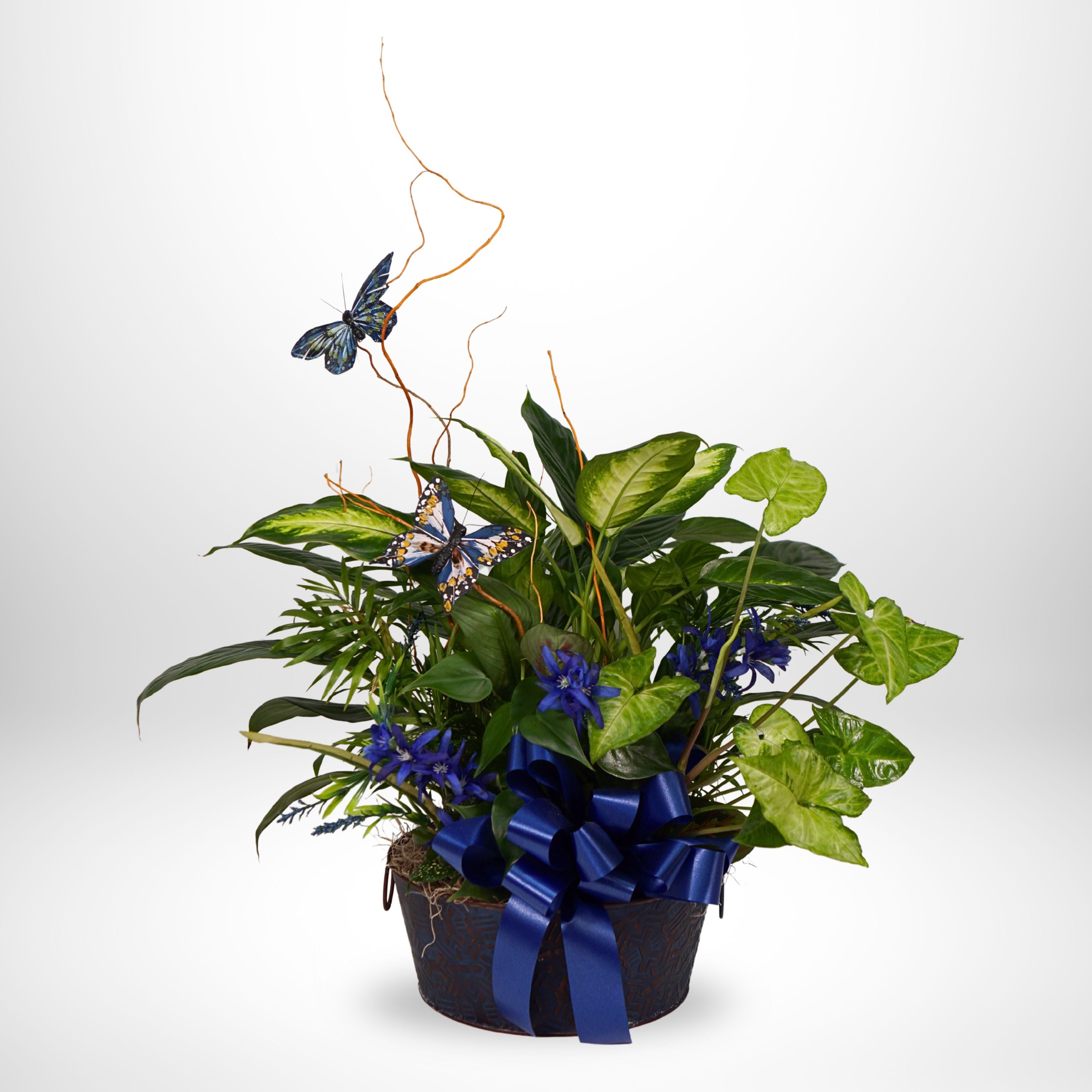 7.5" Sympathy Plant