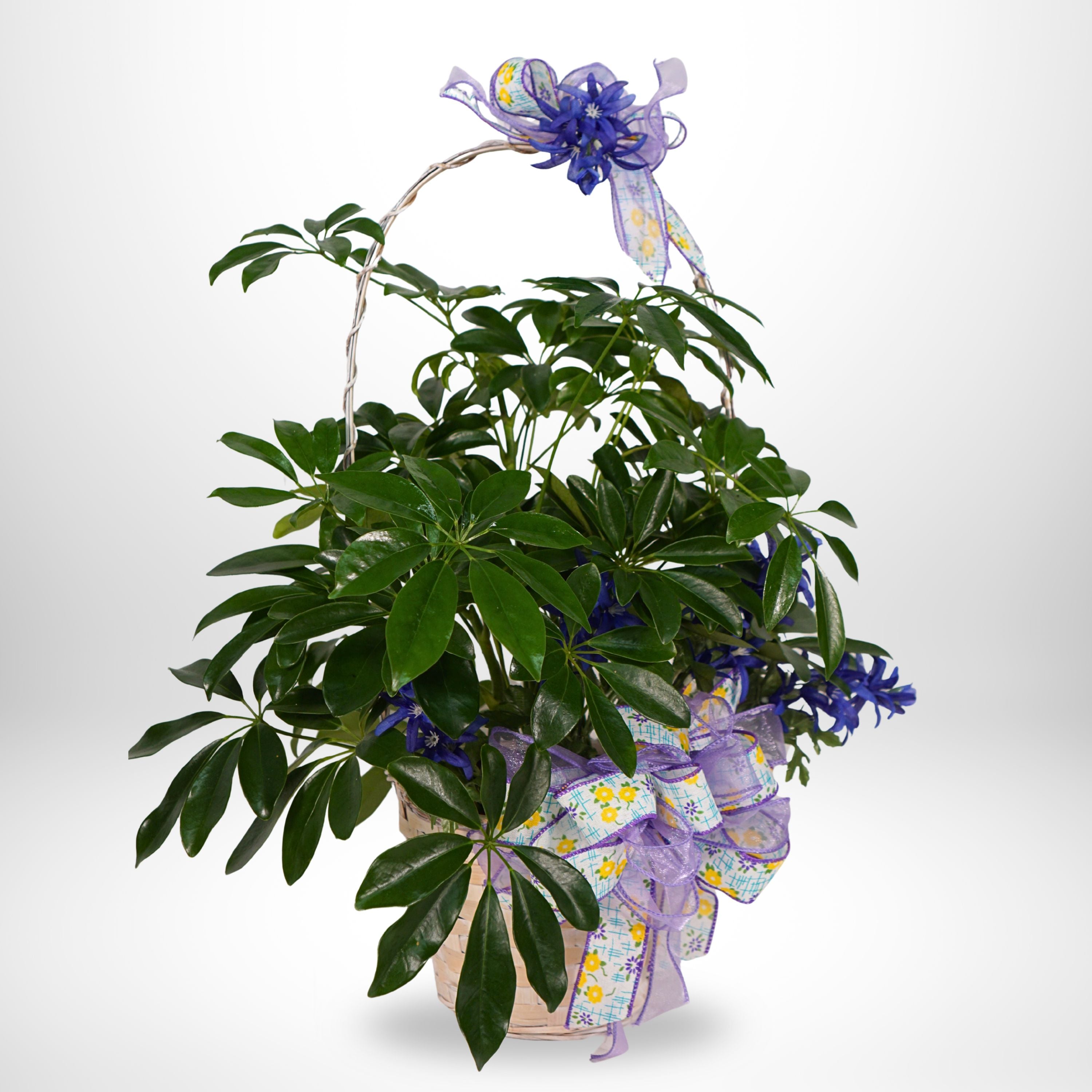 10" Sympathy Plant